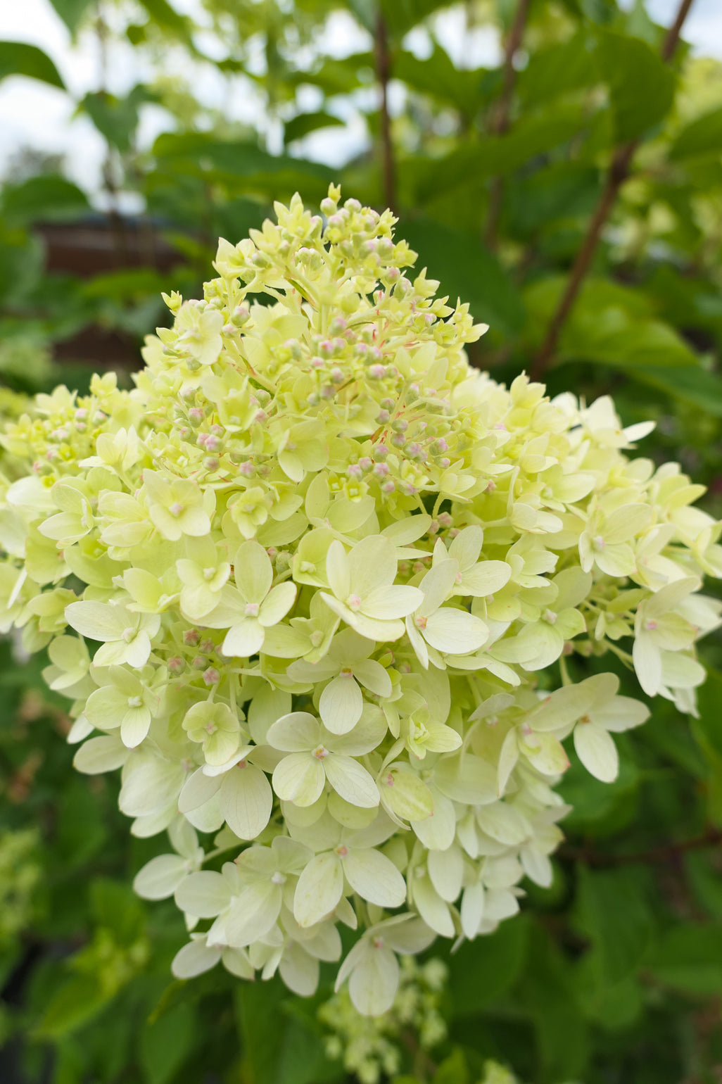 products/HydrangeapaniculataLittleLimeJW-2.jpg
